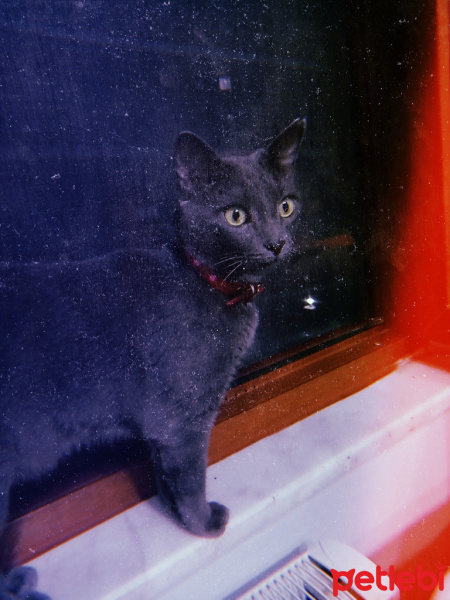 Mavi Rus, Kedi  miu su fotoğrafı