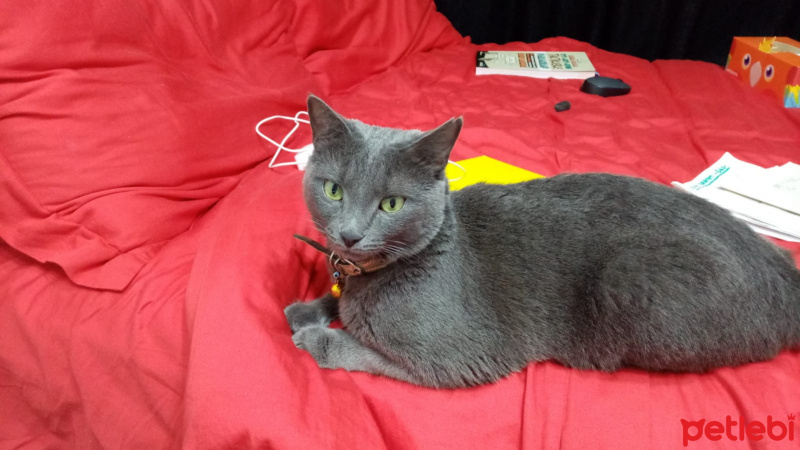 Mavi Rus, Kedi  miu su fotoğrafı