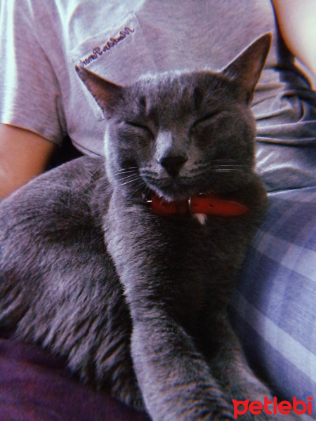 Mavi Rus, Kedi  miu su fotoğrafı