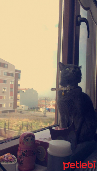 Mavi Rus, Kedi  miu su fotoğrafı