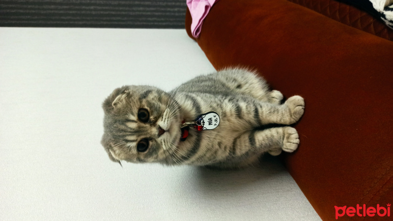Scottish Fold, Kedi  Mia fotoğrafı