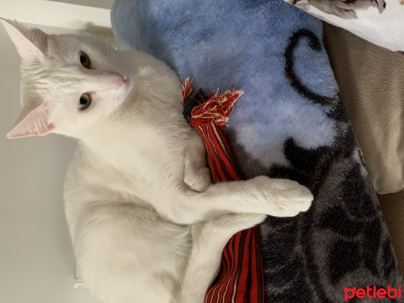 Tekir Kedi, Kedi  Pamuk fotoğrafı