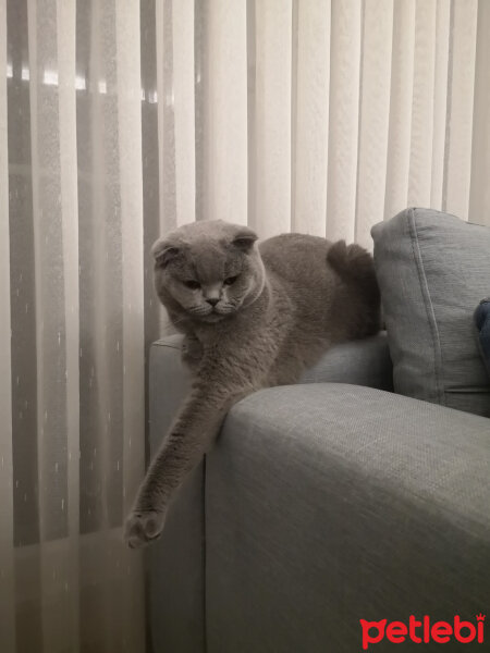 Scottish Fold, Kedi  Paşa fotoğrafı