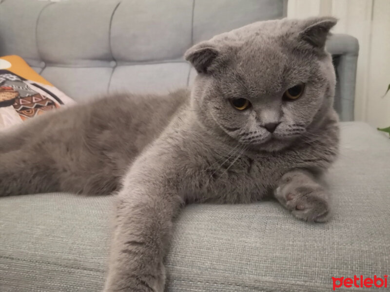 Scottish Fold, Kedi  Paşa fotoğrafı