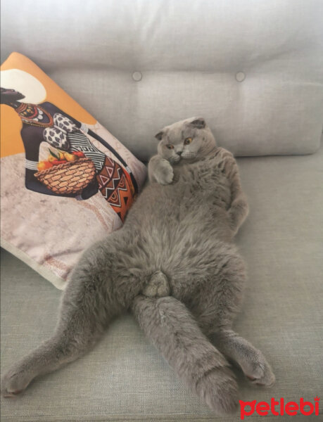 Scottish Fold, Kedi  Paşa fotoğrafı