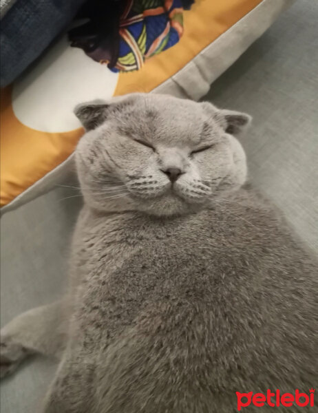 Scottish Fold, Kedi  Paşa fotoğrafı