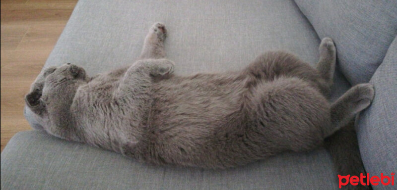 Scottish Fold, Kedi  Paşa fotoğrafı