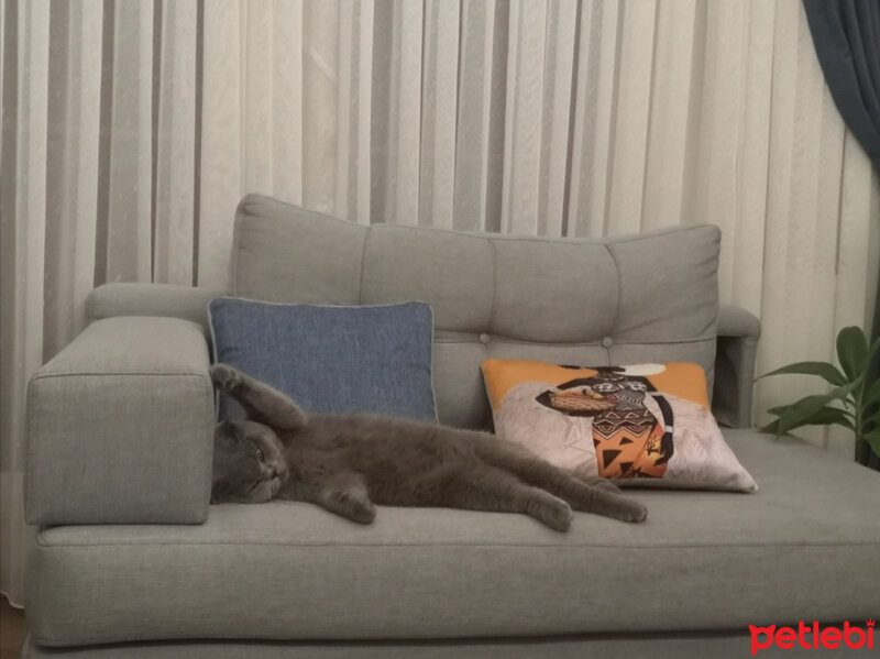 Scottish Fold, Kedi  Paşa fotoğrafı