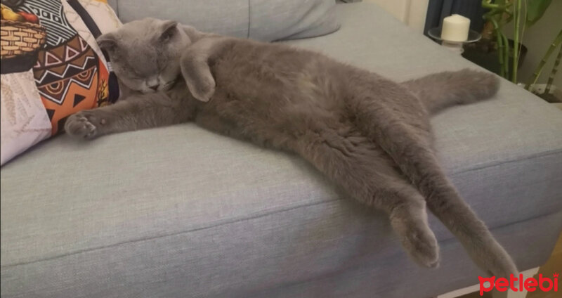 Scottish Fold, Kedi  Paşa fotoğrafı