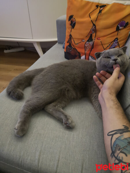 Scottish Fold, Kedi  Paşa fotoğrafı