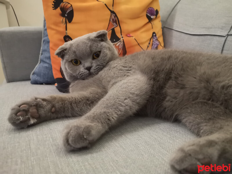 Scottish Fold, Kedi  Paşa fotoğrafı