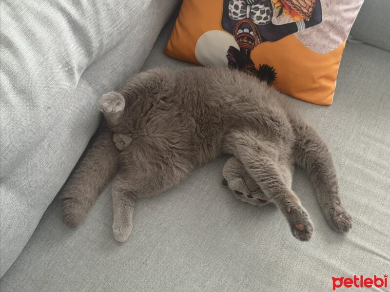 Scottish Fold, Kedi  Paşa fotoğrafı