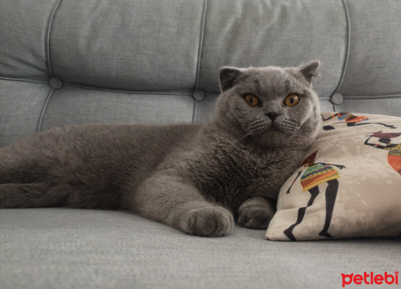 Scottish Fold, Kedi  Paşa fotoğrafı