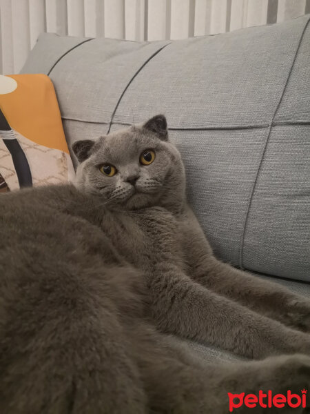 Scottish Fold, Kedi  Paşa fotoğrafı