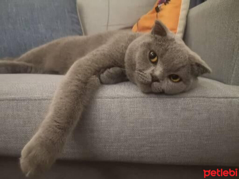 Scottish Fold, Kedi  Paşa fotoğrafı