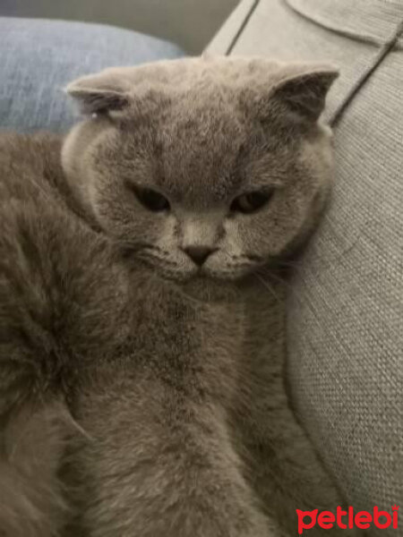 Scottish Fold, Kedi  Paşa fotoğrafı