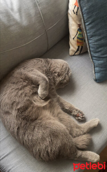 Scottish Fold, Kedi  Paşa fotoğrafı