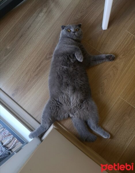 Scottish Fold, Kedi  Paşa fotoğrafı