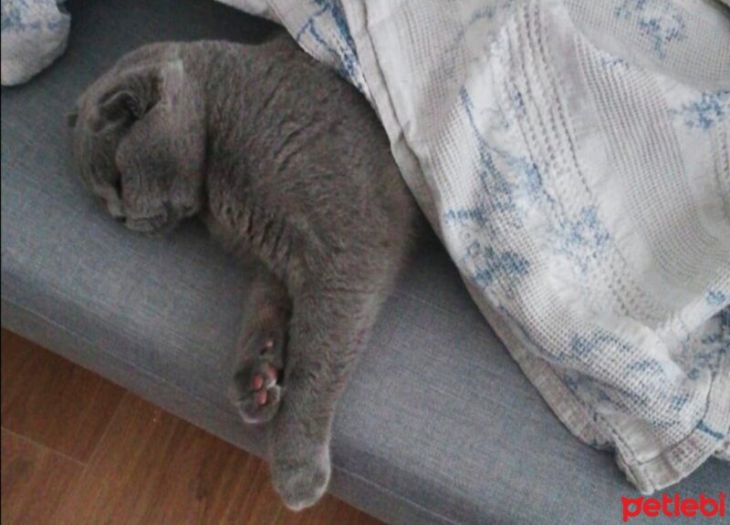 Scottish Fold, Kedi  Paşa fotoğrafı