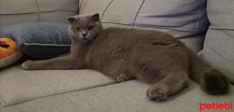 Scottish Fold, Kedi  Paşa fotoğrafı