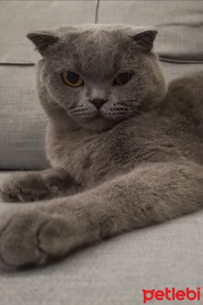 Scottish Fold, Kedi  Paşa fotoğrafı