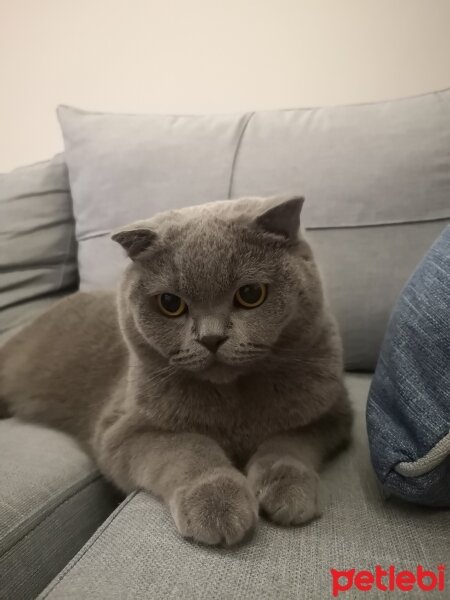 Scottish Fold, Kedi  Paşa fotoğrafı