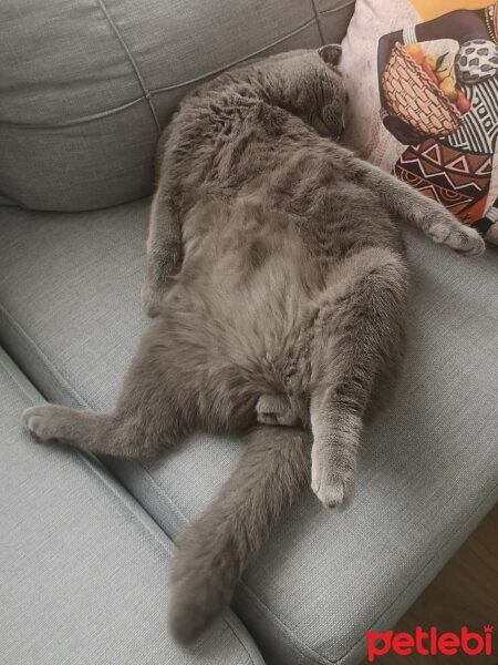 Scottish Fold, Kedi  Paşa fotoğrafı