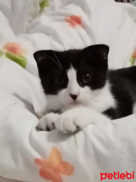 Scottish Fold, Kedi  Efe fotoğrafı