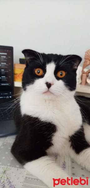 Scottish Fold, Kedi  Efe fotoğrafı