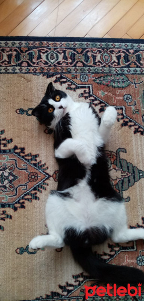 Scottish Fold, Kedi  Efe fotoğrafı