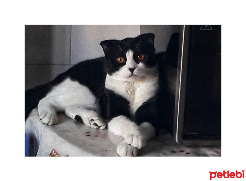 Scottish Fold, Kedi  Efe fotoğrafı