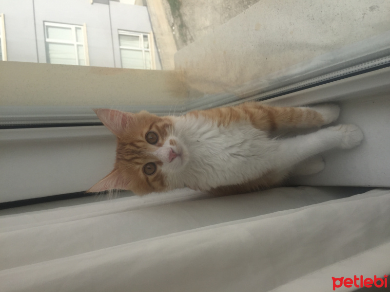 Sarman, Kedi  Badem fotoğrafı