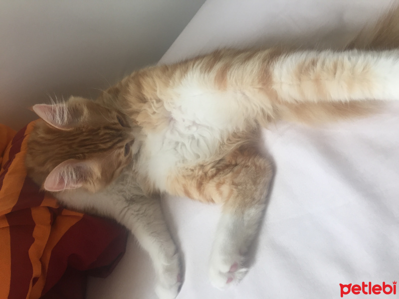 Sarman, Kedi  Badem fotoğrafı