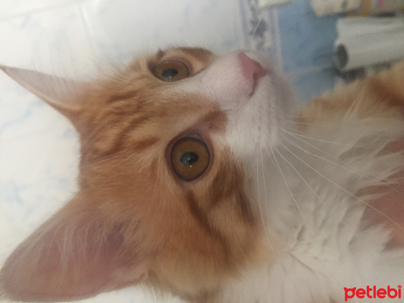 Sarman, Kedi  Badem fotoğrafı