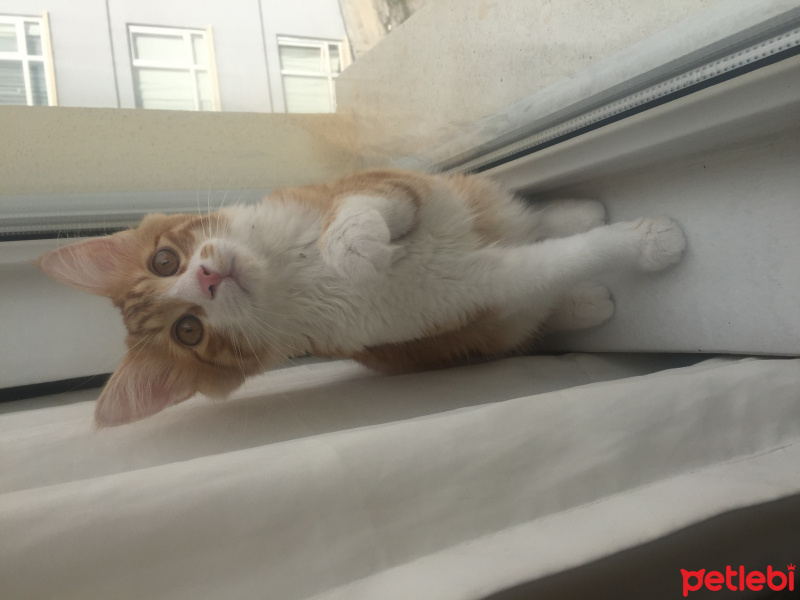 Sarman, Kedi  Badem fotoğrafı