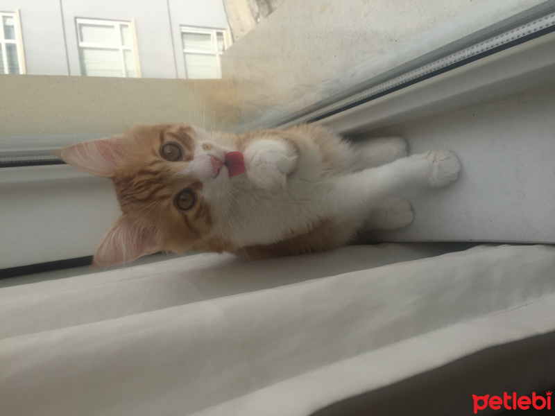 Sarman, Kedi  Badem fotoğrafı