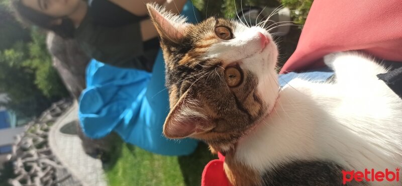 Tekir Kedi, Kedi  Lily fotoğrafı