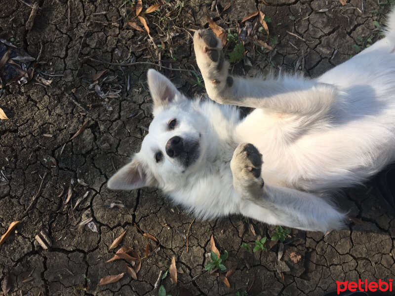 Kyüshü, Köpek  Tombiş fotoğrafı