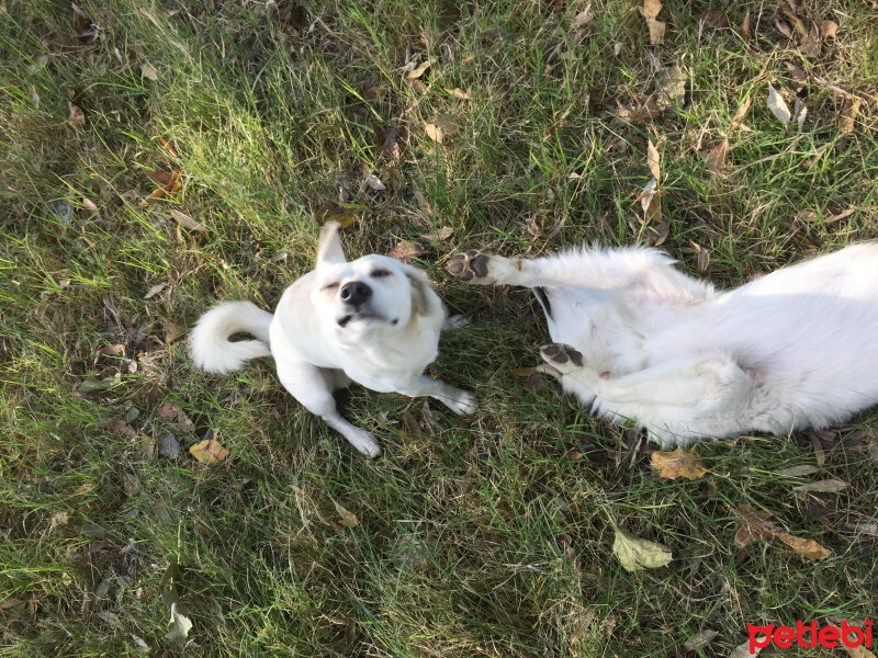 Kyüshü, Köpek  Tombiş fotoğrafı