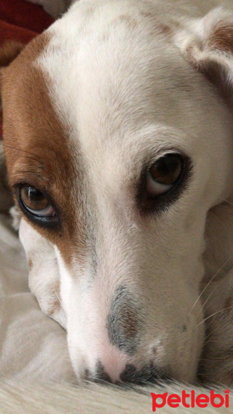 Jack Russell Terrier, Köpek  Bella fotoğrafı