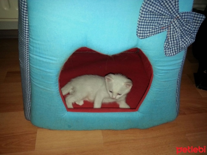 Tekir Kedi, Kedi  belo fotoğrafı