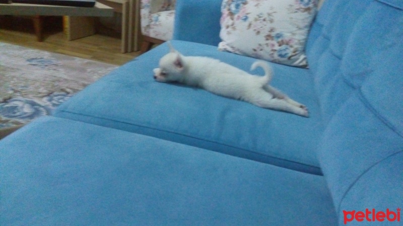 Pomeranyalı, Köpek  papi fotoğrafı