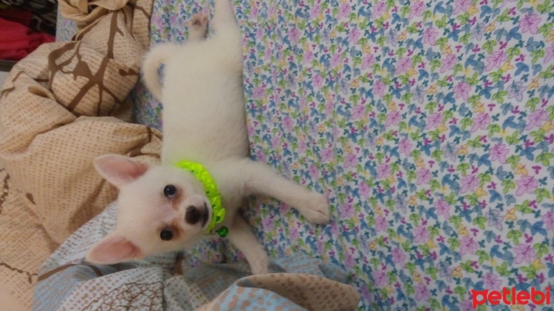 Pomeranyalı, Köpek  papi fotoğrafı