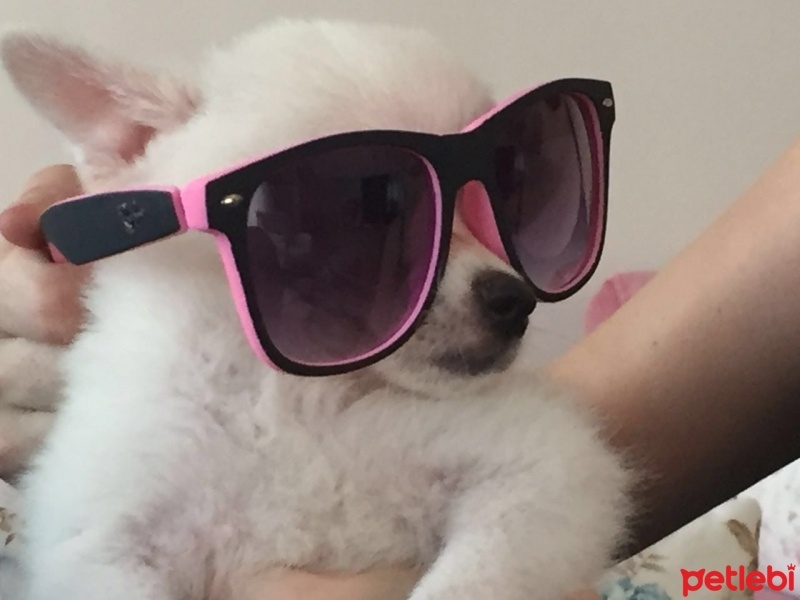 Pomeranyalı, Köpek  papi fotoğrafı