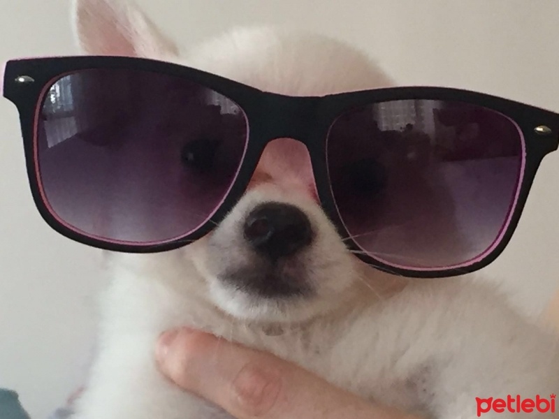 Pomeranyalı, Köpek  papi fotoğrafı
