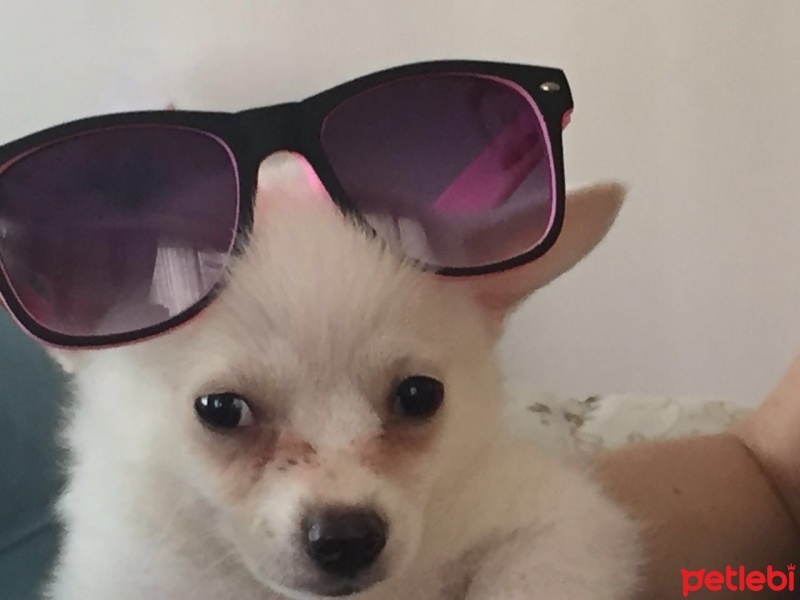Pomeranyalı, Köpek  papi fotoğrafı