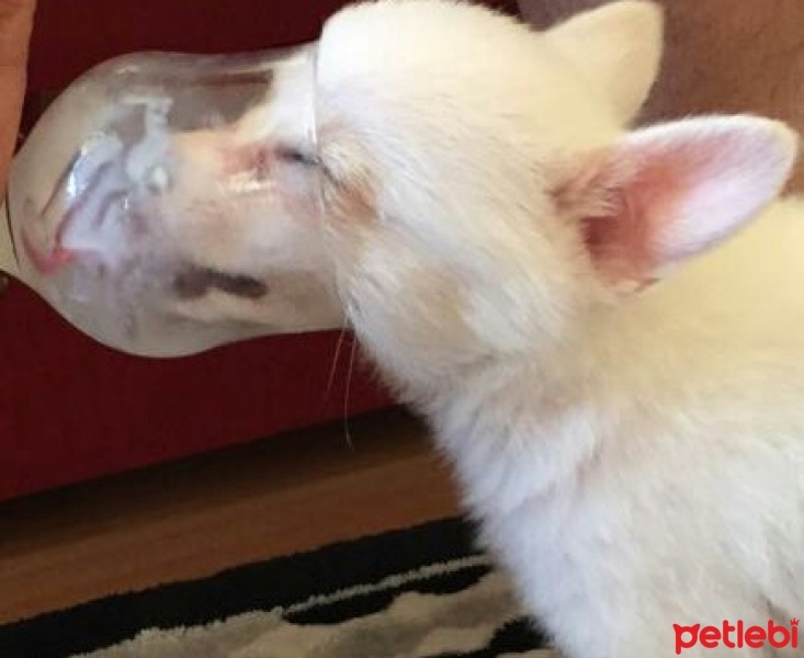 Pomeranyalı, Köpek  papi fotoğrafı