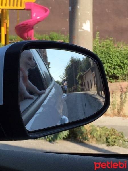 Pomeranyalı, Köpek  papi fotoğrafı