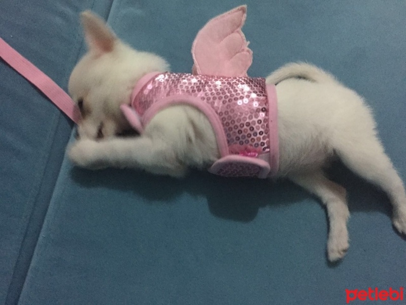 Pomeranyalı, Köpek  papi fotoğrafı