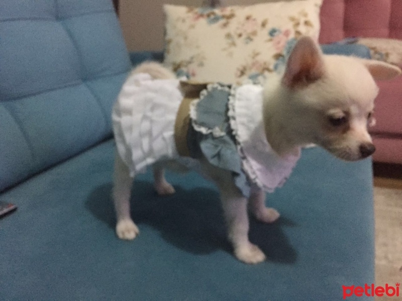 Pomeranyalı, Köpek  papi fotoğrafı